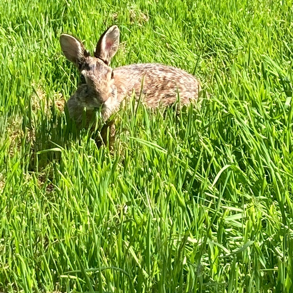 Meet your Posher, Juniper